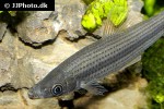 pseudanos winterbottomi pseudanos winterbottomi