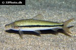 pseudanos winterbottomi pseudanos winterbottomi
