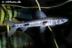 rhytiodus argenteofuscus rhytiodus argenteofuscus