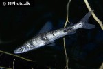 rhytiodus argenteofuscus rhytiodus argenteofuscus