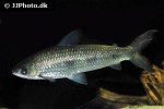 schizodon fasciatus schizodon fasciatus