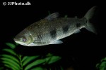schizodon fasciatus schizodon fasciatus