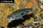 schizodon fasciatus schizodon fasciatus