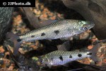 schizodon fasciatus schizodon fasciatus