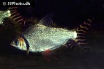 semaprochilodus insignis semaprochilodus insignis