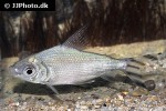 semaprochilodus kneri semaprochilodus kneri
