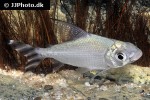 semaprochilodus kneri semaprochilodus kneri