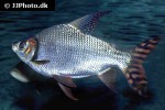 semaprochilodus laticeps semaprochilodus laticeps