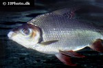 semaprochilodus laticeps semaprochilodus laticeps