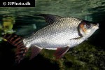 semaprochilodus laticeps semaprochilodus laticeps