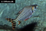 semaprochilodus laticeps semaprochilodus laticeps