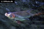 semaprochilodus laticeps semaprochilodus laticeps