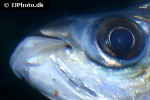 semaprochilodus laticeps semaprochilodus laticeps