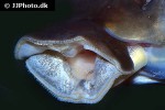 semaprochilodus laticeps semaprochilodus laticeps