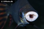 semaprochilodus laticeps semaprochilodus laticeps