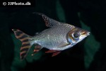 semaprochilodus laticeps semaprochilodus laticeps