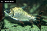 semaprochilodus taeniurus semaprochilodus taeniurus