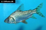 semaprochilodus taeniurus semaprochilodus taeniurus