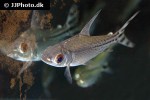 semaprochilodus taeniurus semaprochilodus taeniurus