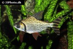 semaprochilodus taeniurus semaprochilodus taeniurus