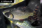semaprochilodus theraponura semaprochilodus theraponura