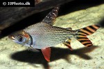 semaprochilodus theraponura semaprochilodus theraponura