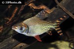semaprochilodus theraponura semaprochilodus theraponura