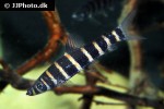 synaptolaemus latofasciatus synaptolaemus latofasciatus