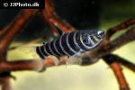 synaptolaemus latofasciatus synaptolaemus latofasciatus