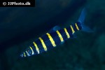 synaptolaemus latofasciatus synaptolaemus latofasciatus