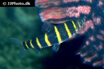 synaptolaemus latofasciatus synaptolaemus latofasciatus