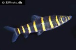 synaptolaemus latofasciatus synaptolaemus latofasciatus