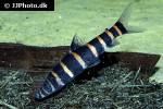 synaptolaemus latofasciatus synaptolaemus latofasciatus