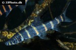 synaptolaemus latofasciatus synaptolaemus latofasciatus