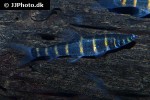 synaptolaemus latofasciatus synaptolaemus latofasciatus