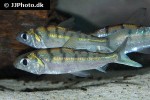 curimata vittata curimata vittata