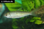 curimatella dorsalis curimatella dorsalis