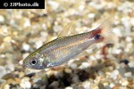 curimatopsis crypticus curimatopsis crypticus