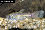 curimatopsis crypticus curimatopsis crypticus