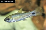 curimatopsis crypticus curimatopsis crypticus