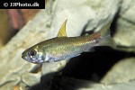curimatopsis crypticus curimatopsis crypticus
