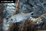 curimatopsis crypticus curimatopsis crypticus