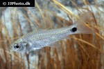 curimatopsis crypticus curimatopsis crypticus