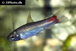 curimatopsis evelynae curimatopsis evelynae
