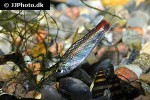 curimatopsis evelynae curimatopsis evelynae