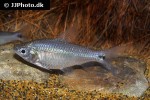 curimatopsis macrolepis curimatopsis macrolepis