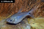 curimatopsis macrolepis curimatopsis macrolepis