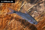 curimatopsis macrolepis curimatopsis macrolepis