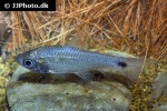 curimatopsis macrolepis curimatopsis macrolepis