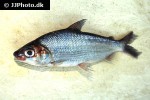 potamorhina altamazonica potamorhina altamazonica